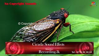 Cicada Sound Effects No Copyright [upl. by Lorak]