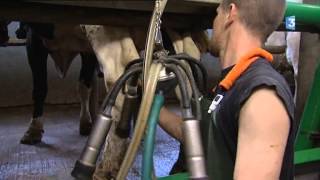 500 vaches pour aller à 1000 A Drucat le chantier avance à grands pas [upl. by Trilbi]