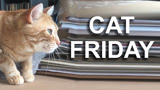 CAT FRIDAY  PAROLE DE CHAT [upl. by Edals]