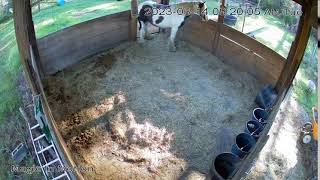 Magic In Motion Gypsy Vanners Foaling Cam [upl. by Manny]