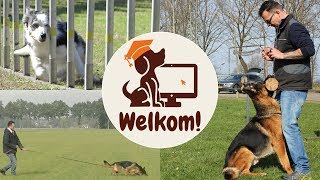 Online hondenschool  Gratis cursus honden trainen [upl. by Ambros935]