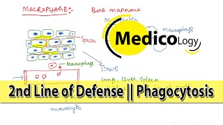 Immunity  2nd line of defense  Phagocytosis Macrophages amp Neutriphils amp NK cells [upl. by Chauncey]