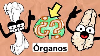 Órganos del Sistema Inmunológico  Médula Ósea Timo Linfonodos [upl. by Jennifer384]