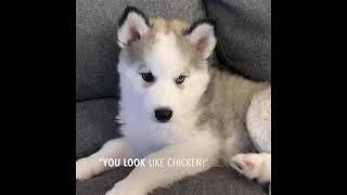 Husky puppy talking back [upl. by Leirza]