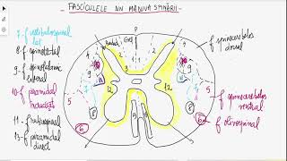 Fascicule din maduva spinării pe secțiune transversală [upl. by Rakabuba]