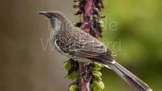 The Little WattleBird  aka Natures Alarm Clock [upl. by Alaric]