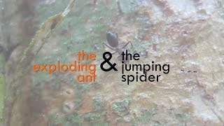 CRAZY BEAUTIFUL NATURE Exploding ants Colobopsis amp jumping spider mimic Myrmarachne [upl. by Nimra575]