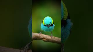 Green headed Tanager [upl. by Maclay95]