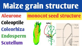 Structure of maize grain  Endospermic seed structure  monocot seed structure  Scutellum [upl. by Amata]