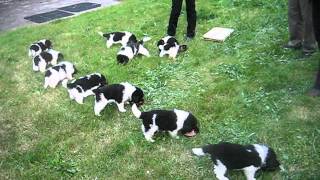 Newfoundland puppies feeding frenzy  5 weeks [upl. by Farrow]