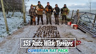 151 Rats With Terriers  Cumbrian Rat Pack [upl. by Ileek]