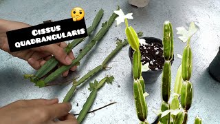 I explained all the information about Cissus quadrangularis in 2 minutes [upl. by Dorcia916]