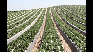 How Strawberries Are Grown in California [upl. by Fabian]