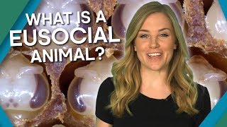 What Is A Eusocial Animal  Earth Unplugged [upl. by Ymmak]