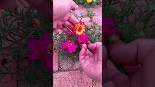 Trying to pollination portulaca flower for take new color flower 💐 horticulture garden shortvideo [upl. by Aynwat]