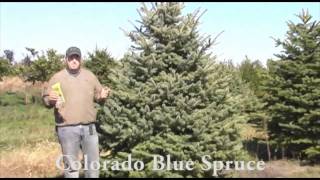 Colorado Blue Spruce [upl. by Stilla111]