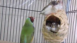 Society Finch Breeding  Babies Various Growth Stages [upl. by Gladdie]