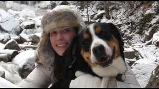 Murphy Greater Swiss Mountain Dog [upl. by Eidac]