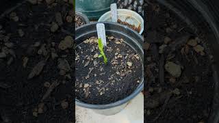 Artocarpus heterophyllus Jackfruit seedlings [upl. by Kcirred]