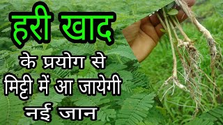 हरी खाद के फायदे  Benefits of Green Manure [upl. by Pattison]