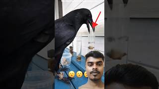 Crow ability shorts ytshorts trendingshorts short shortvideo reaction youtubeshorts birds [upl. by Fitzpatrick]