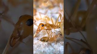 Inside My Ant Farm  Honeypot Ants Myrmecocystus mexicanus [upl. by Ineslta108]