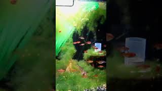 Ember Tetra Tank shorts fishkeeping fish fishtank aquarium petfish aquariumhobby [upl. by Nwadrebma]