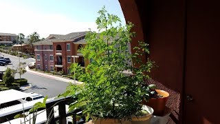 Growing Sweet Wormwood from Seeds for 165 Days [upl. by Alemaj]