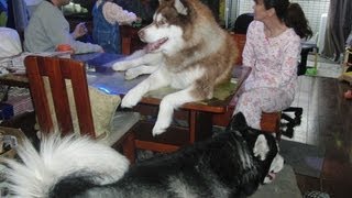 雨なので家遊びのハスキーと子供Rain The dog and child of house play huskys [upl. by Let941]