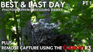 Best amp Last Day for Photographing Breeding Hawks  Part 1  Remote Camera Shooting with the Canon R3 [upl. by Esdnil386]