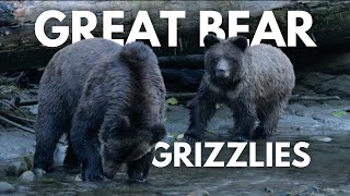 Great Bear Grizzlies [upl. by Kaehpos]