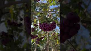 Eberesche  Sorbus granatnaja [upl. by Mcquade545]