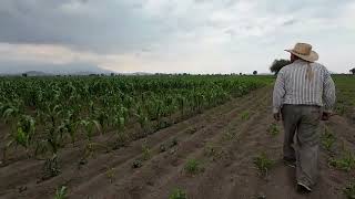 Conoce las plagas en los campos de maíz en mexico [upl. by Nylakcaj]