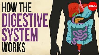 How your digestive system works  Emma Bryce [upl. by Boylston]