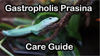 Green Keel Bellied Lizard Gastropholis Prasina Quick Care Guide [upl. by Ahmed]