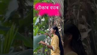 বতৰৰ ফলaxomiya newmusic minivlog new [upl. by Ahsatsan]