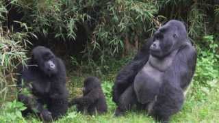 Uganda Reisen amp Gorilla Trekking Volcanoes Bwindi National Park Schimpansen Kibale Nationalpark [upl. by Zippora]