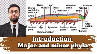 Introduction Major and Minor Phyla [upl. by Enirtak849]