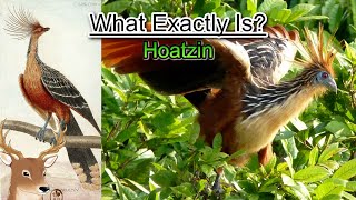 What Exactly is Hoatzin and Why is it Called the Flying Cow [upl. by Leahplar]