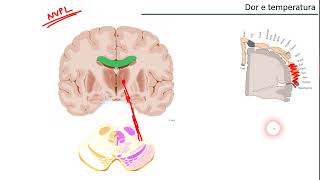 Vias aferentes gerais DOR E TEMPERATURA [upl. by Assenej541]