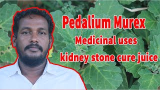 கல்லடைப்பானுக்கு சிறந்த மருந்து யானை நெருஞ்சில் செடி  Yanai nerunjil kidney stone cure juice [upl. by Asilegna]