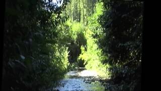 Bluff Creek Croucher video [upl. by Tadashi]