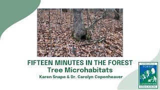 Fifteen Minutes in the Forest TreeRelated Microhabitats [upl. by Sukramed]