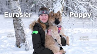 Eurasier Puppy Day in the Life  3 month old puppy guide [upl. by Jala]