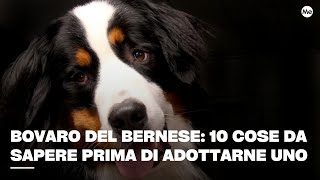 Bovaro del Bernese 10 cose da sapere prima di adottarne uno [upl. by Lytle]