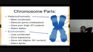 Euchromatin VS Heterochromatin in URDU [upl. by Zeeba]