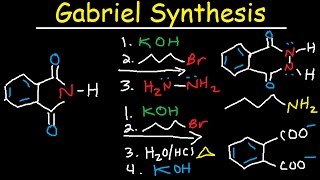 Gabriel Synthesis Reaction Mechanism  Alkyl Halide to Primary Amine [upl. by Annaitsirhc]