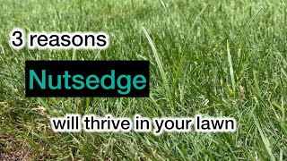 Three reasons nutsedge will thrive in your lawn [upl. by Holladay634]