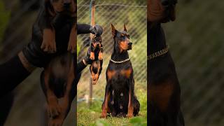 doberman dobermanpinscher puppies dobermanattack dobermanbarking dogbreeds canecorso hunter [upl. by Lorelei]