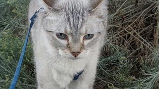 Cat and Rabbit Brush [upl. by Pigeon704]